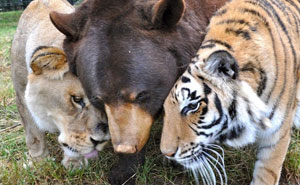 Bear, Lion And Tiger Brothers Haven’t Left Each Other’s Side For 15 Years