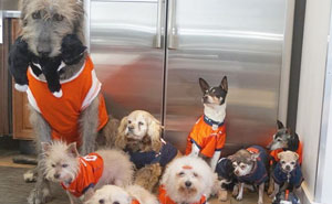 Man Devotes His Life To Adopting Old Dogs Who Can't Find Forever Homes