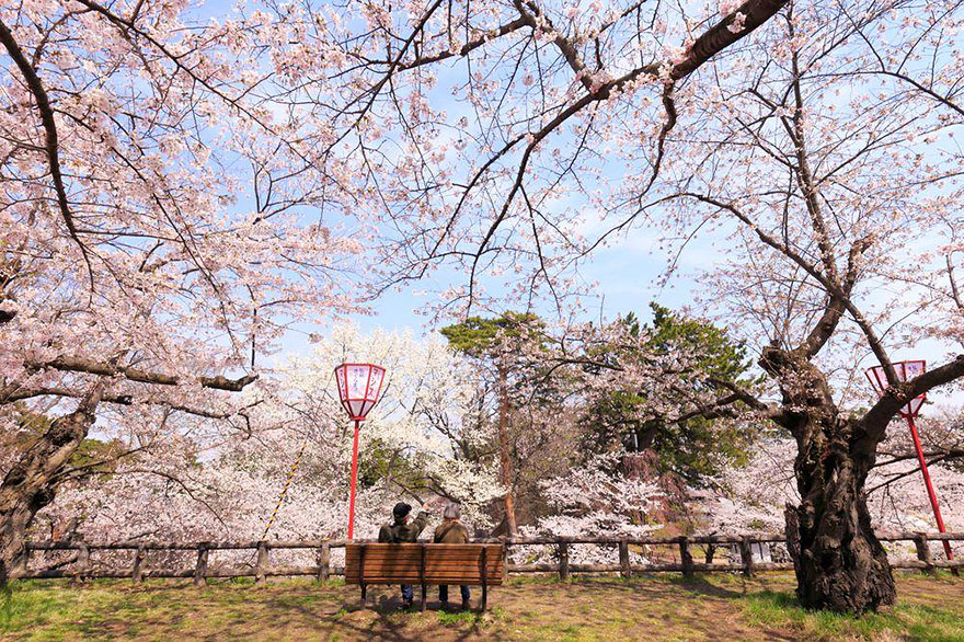 Cherry Blossom spring-japan-cherry-