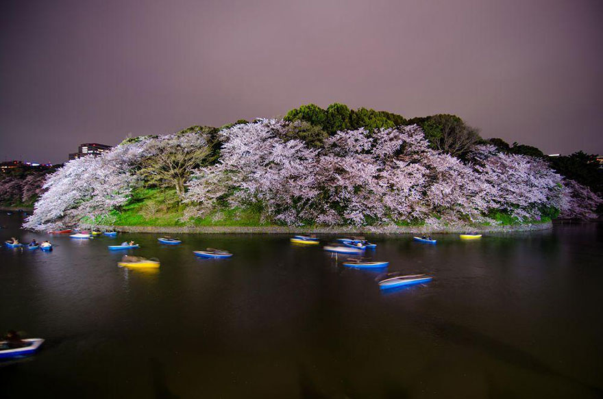 spring-japan-cherry-blossoms-national-geographics-19