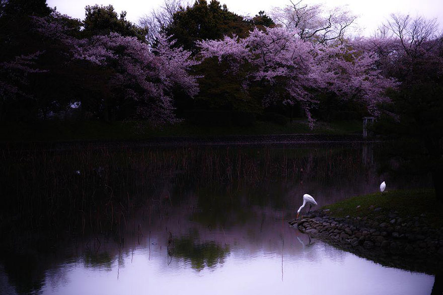 Cherry Blossom spring-japan-cherry-