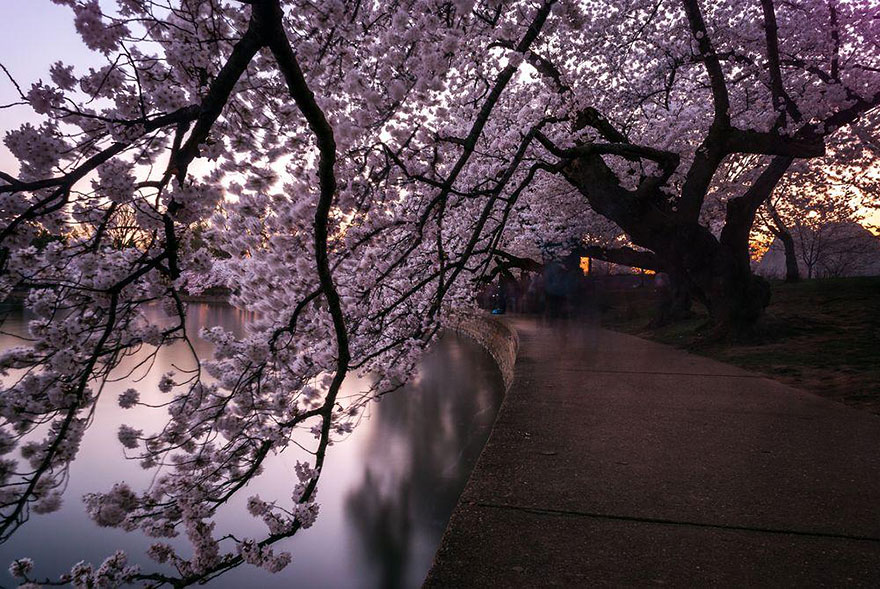 spring-japan-cherry-blossoms-national-geographics-2