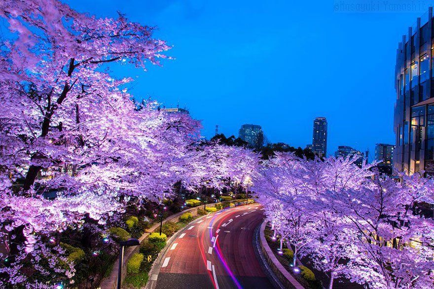 Web Idea 40: [Relatively_Friendly] Cherry Blossoms In Japan