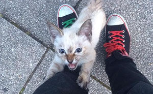 Stray Kitty Chooses His Human In A Park, Wouldn't Let Him Go