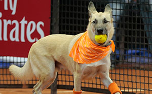 Shelter Dogs Serve As 'Ball Boys' At Brazil Tennis Open