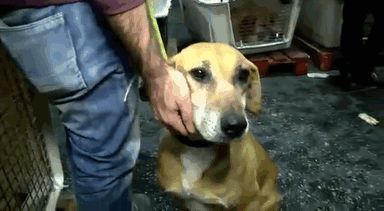 woman-rescues-250-dogs-israel-shelter-project-dog-tales-gif-2