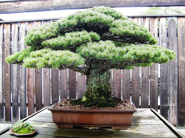 This 390 Year-old Bonsai Tree Survived Hiroshima