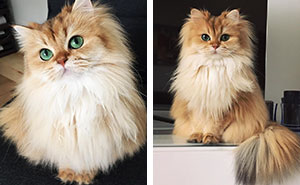 Meet Smoothie, The World's Most Photogenic Cat