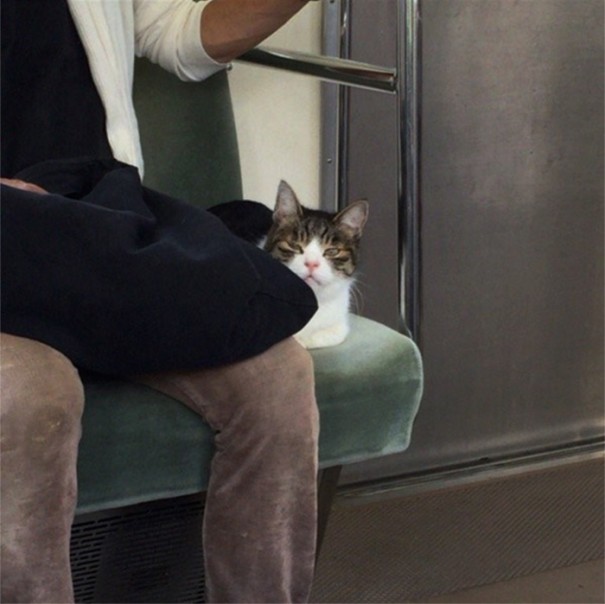 cat-rides-subway-seibu-ikebukuro-line-tokyo-13