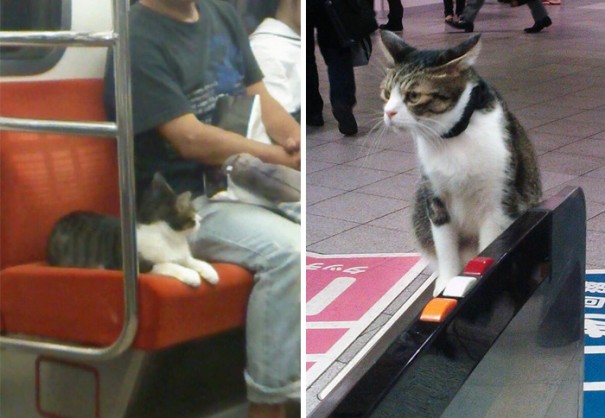 cat-rides-subway-seibu-ikebukuro-line-tokyo-9