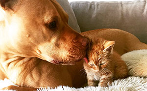 Rescue Pit Bull Gets His Own Kitty, Loves Her Like A Daughter