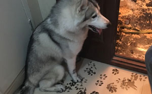 Family Leaves Husky For 3 Hours, Dog Redesigns The Apartment