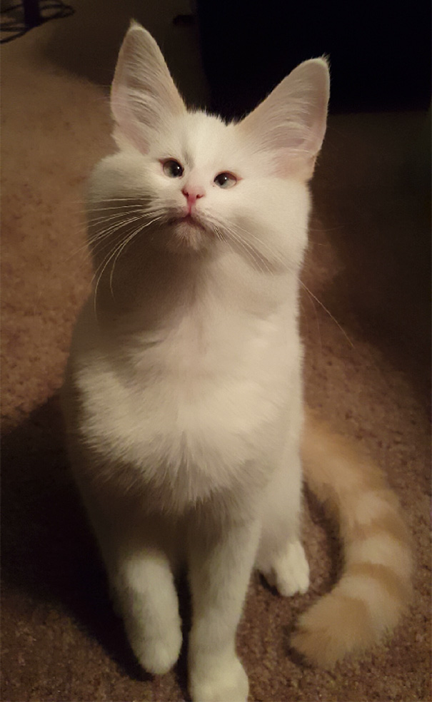 I Used The Snapchat Filter On My Cat Momo
