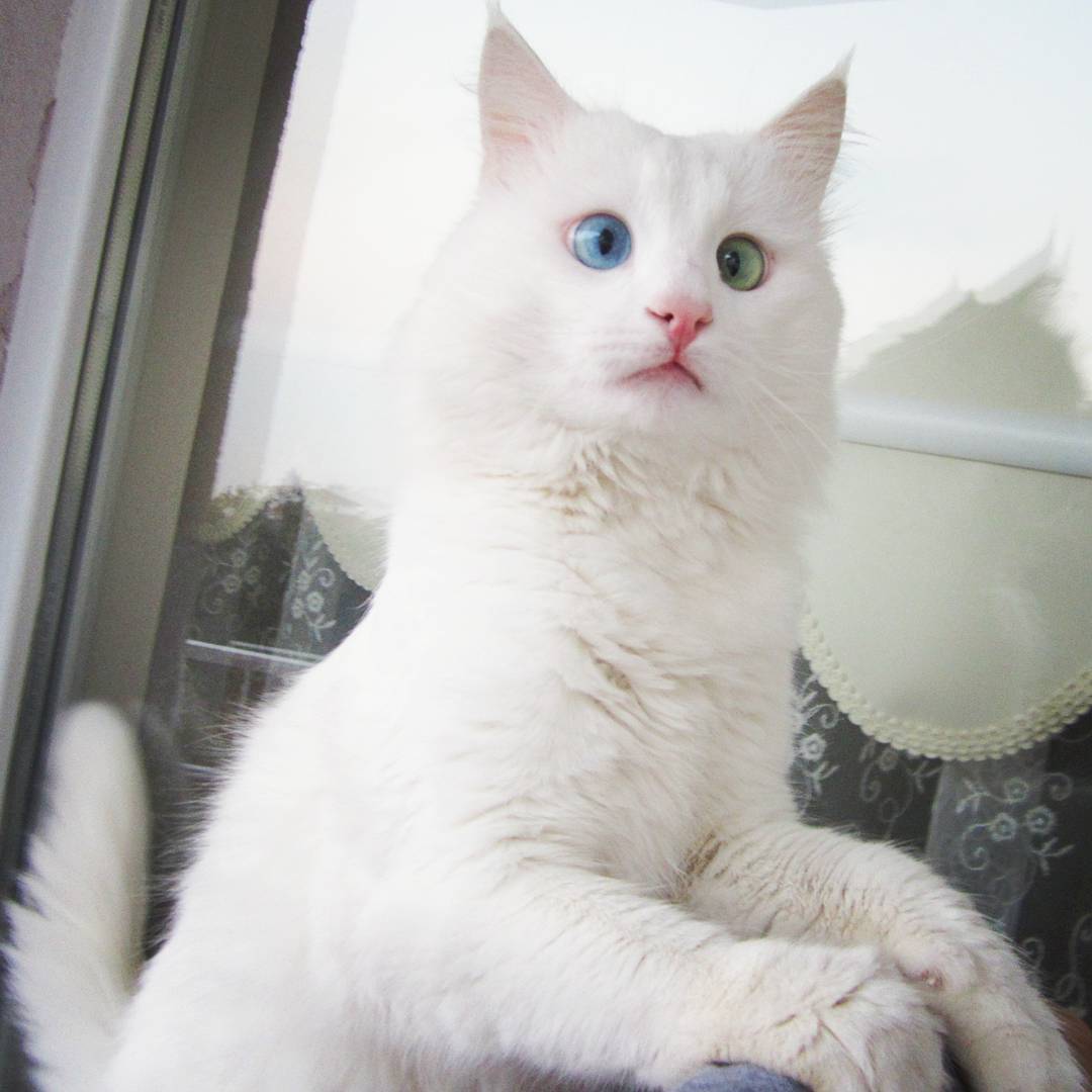 Alos - piękny, biały kot z heterochromią. Alos - beautiful, white cat with heterochromia.