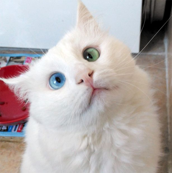Alos - piękny, biały kot z heterochromią. Alos - beautiful, white cat with heterochromia.