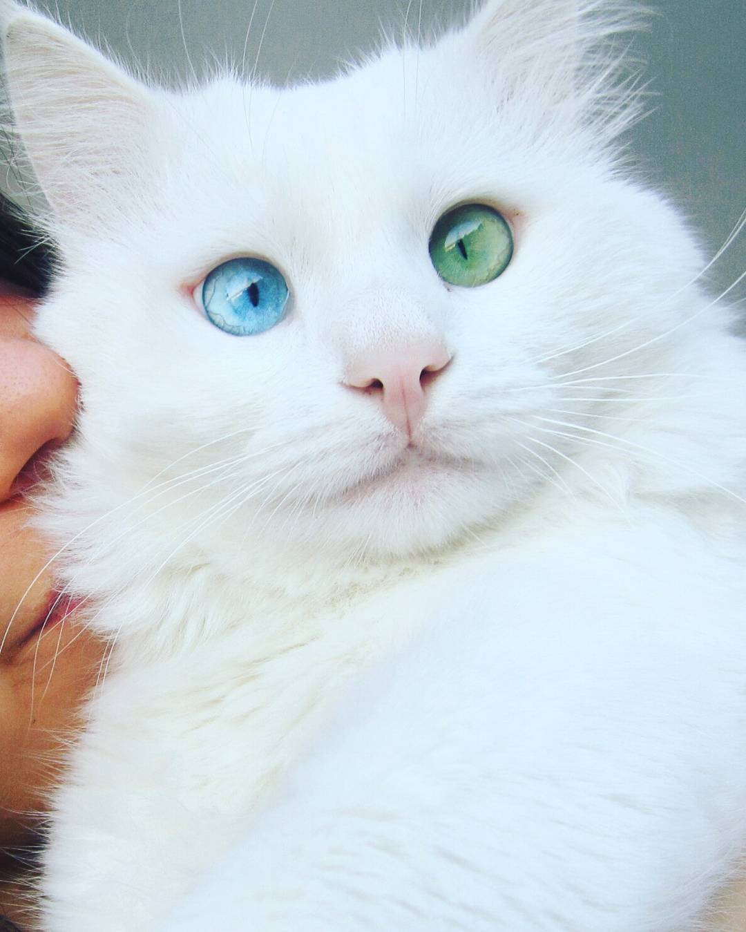 heterochromia-cat-cross-eyed-alos-5.jpg