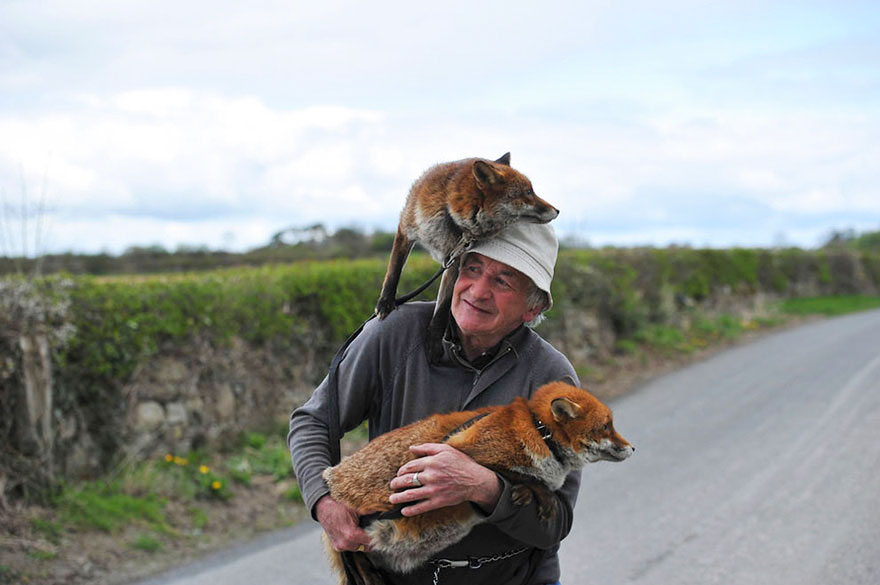 pet-foxes-rescue-patsy-gibbons-ireland-26
