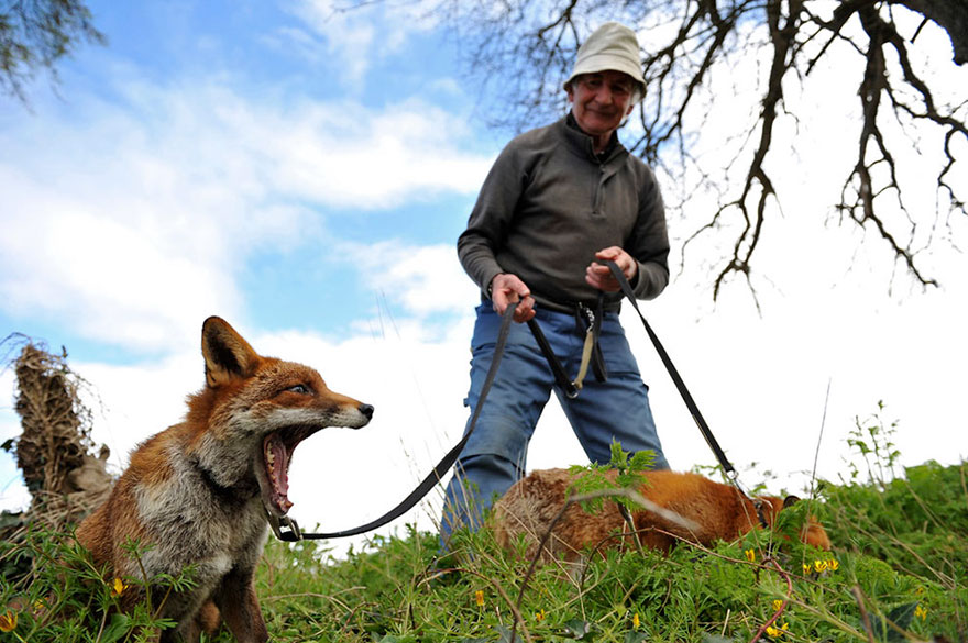 pet-foxes-rescue-patsy-gibbons-ireland-8