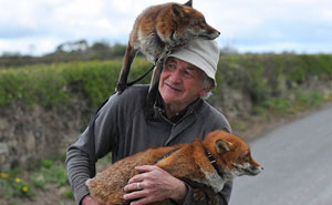 This Man Rescued These Foxes And Now They Won't Leave His Side