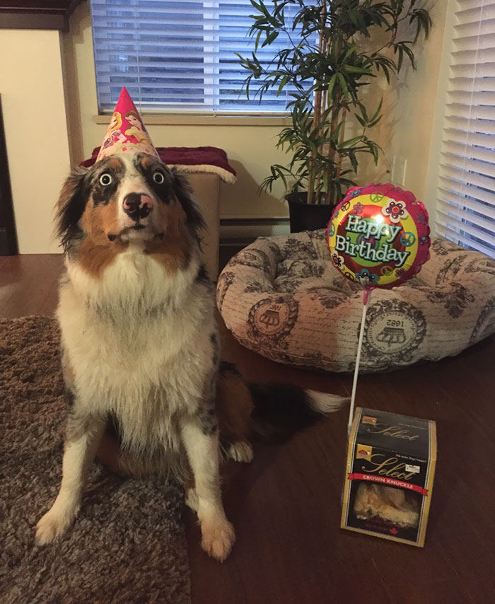 My Dog Is Horrified That It's Her Birthday