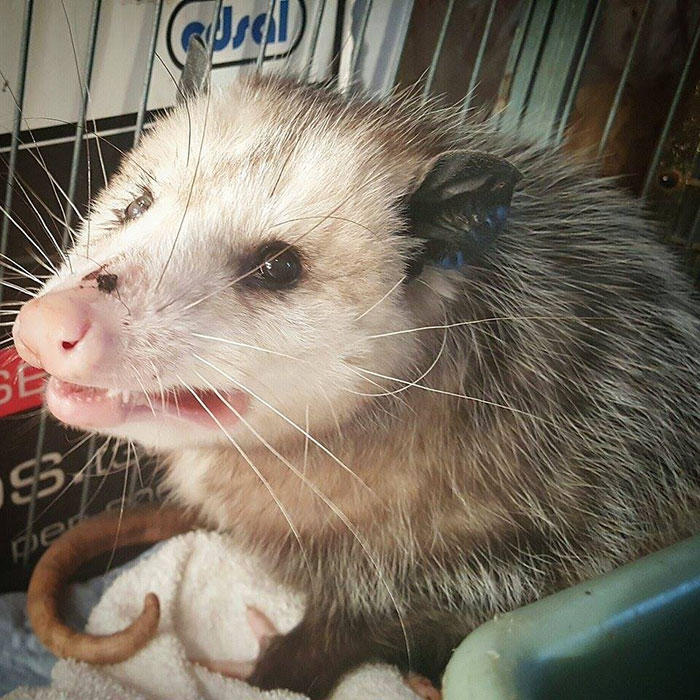 pregnant-opossum-rescued-hugs-humans-6