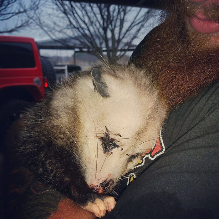 pregnant-opossum-rescued-hugs-humans-7