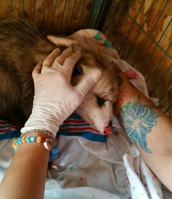 pregnant-opossum-rescued-hugs-humans-9