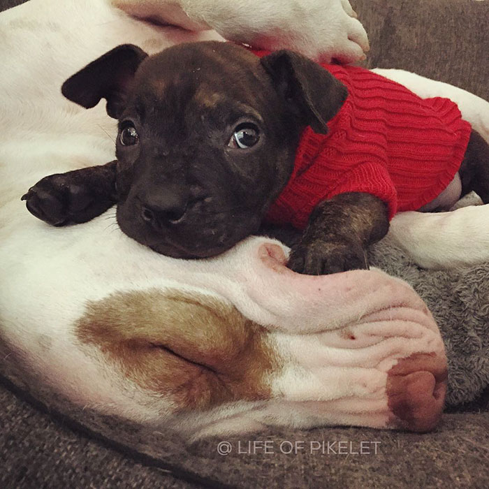 rescue-dogs-new-puppy-best-friends-potato-life-of-pikelet-a7