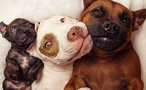 Rescue Dogs Adopt Potato