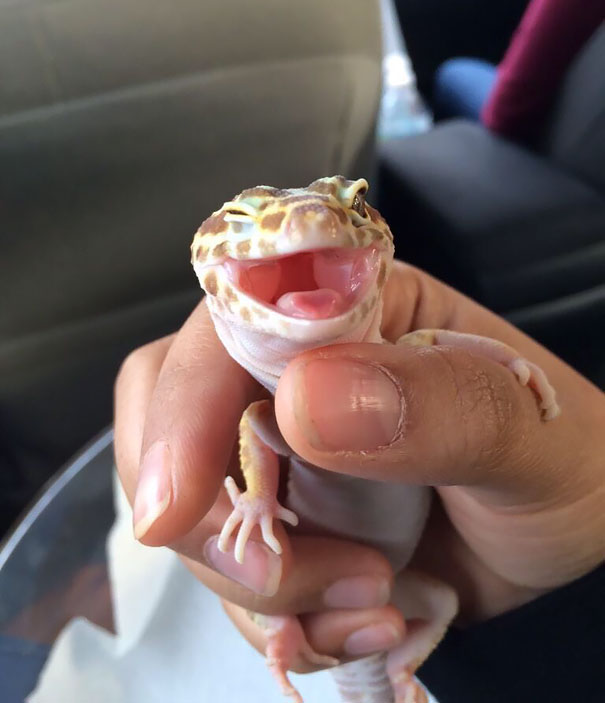 Ridiculously Photogenic Leopard Gecko