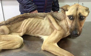 Starving Dog Who Couldn't Stand Up Makes An Incredible Transformation