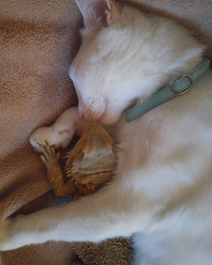 bearded-dragon-cat-friendship-sleep-together-charles-baby-12