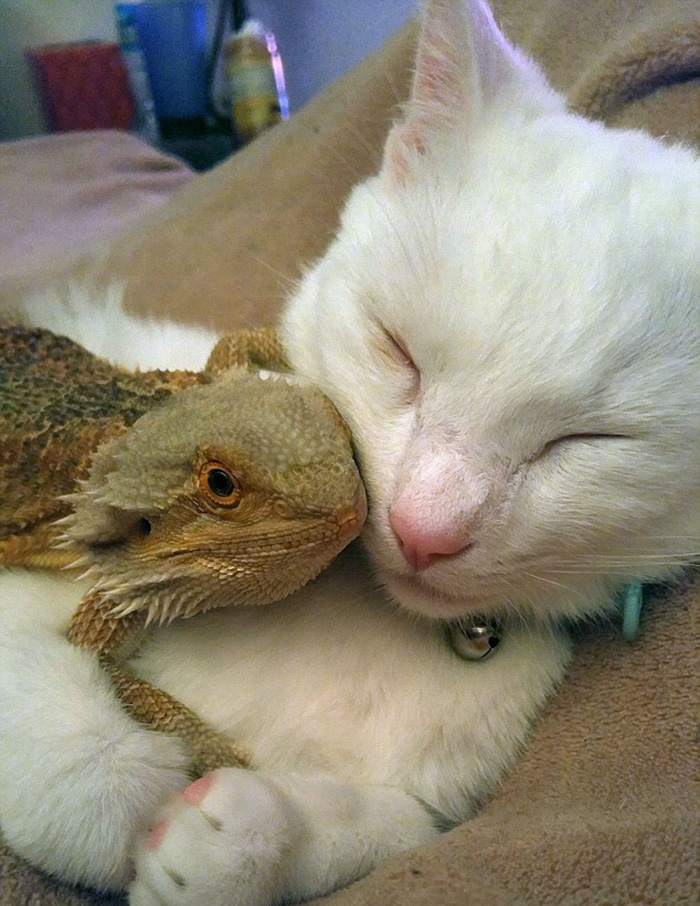 bearded-dragon-cat-friendship-sleep-together-charles-baby-30