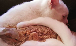 Dragon And Cat Become Two Unlikely Best Friends