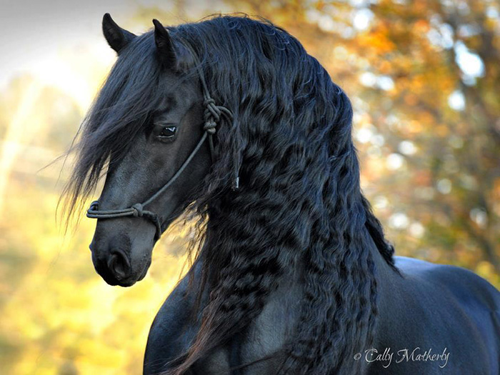 beautiful-horse-mane-black-friesian-frederik-great-11