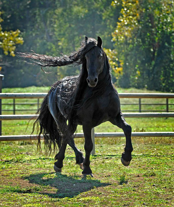 beautiful-horse-mane-black-friesian-frederik-great-18
