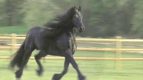 beautiful-horse-mane-black-friesian-frederik-great-2