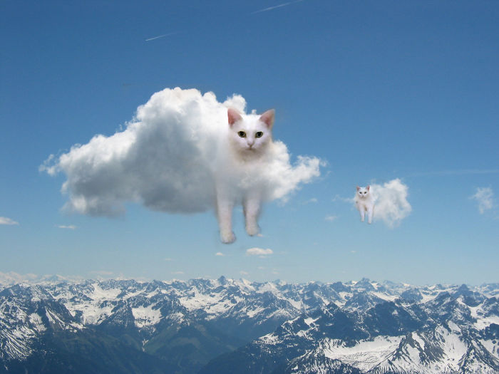 A foto bizarra de um "gato" que deu inicio à uma competição no Photoshop (15 fotos)