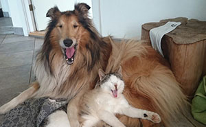Cat And Dog Sleep Together From The Very First Day They Met