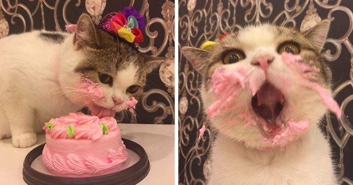 This Cat Eating A Cake On His Birthday Is Hilariously Adorable Bored