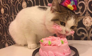 This Cat Eating A Cake On His Birthday Is Hilariously Adorable