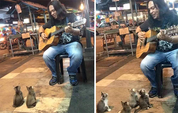 cats-listening-music-street-musician-jass-pangkor-buskers-malaysia-2