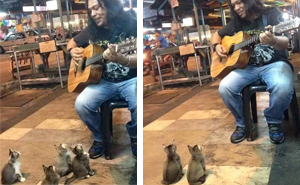 4 Music-Loving Kitties Come To Listen To Street Singer Everyone Else Ignored