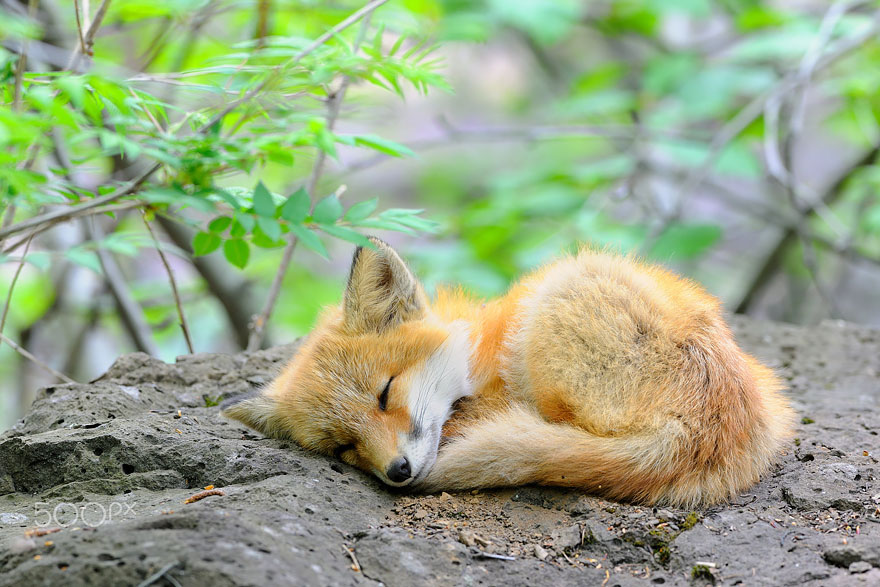 Sweet Dream Of Red Fox Cub