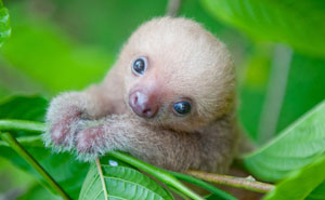 There’s A Sloth Institute Which Looks After Baby Sloths That Lost Their Moms