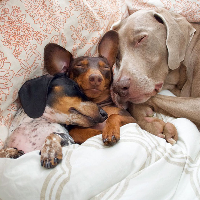 cute-dogs-sleep-together-best-friends-harlow-sage-indiana-reese-20