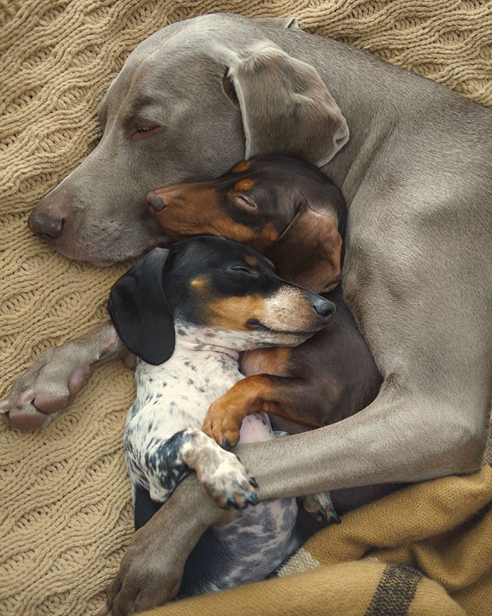 cute-dogs-sleep-together-best-friends-harlow-sage-indiana-reese-51