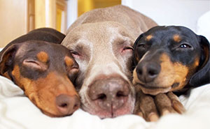 Two Dogs Get A New Puppy And Now They're The Best Sleeping Buddies Ever