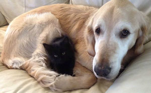 Dog Lost His Cat To Cancer, So They Got Him A New Best Friend