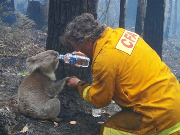 Koala Named Sam Is Given A Drink Of Water By Cfa Volunteer Fire Fighter